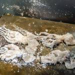 4 whole octopus (pi?) for each cracker (Japan Adventures: Tokyo – Tsukiji Fish Market)