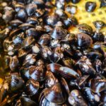 “Cockles and mussels, alive, alive, oh!” (Japan Adventures: Tokyo – Tsukiji Fish Market)