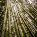Arashiyama Bamboo Forest, Kyoto, Japan (Japan Adventures: Kyoto (the Fab and the Meh))