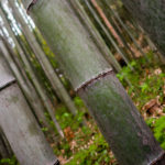 Arashiyama Bamboo Forest, Kyoto, Japan (Japan Adventures: Kyoto (the Fab and the Meh))