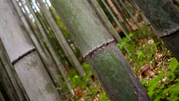 Arashiyama Bamboo Forest, Kyoto, Japan