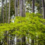 Arashiyama Bamboo Forest, Kyoto, Japan (Japan Adventures: Kyoto (the Fab and the Meh))