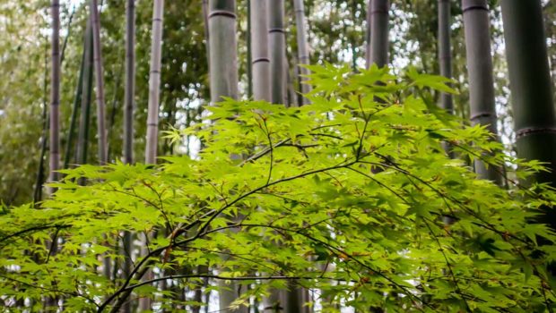 Arashiyama Bamboo Forest, Kyoto, Japan