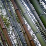 Arashiyama Bamboo Forest, Kyoto, Japan (Japan Adventures: Kyoto (the Fab and the Meh))