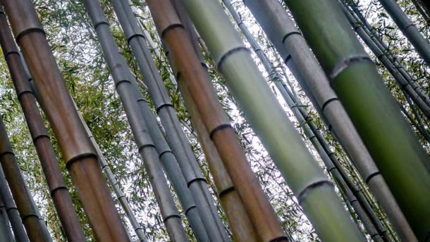 Arashiyama Bamboo Forest, Kyoto, Japan