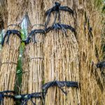 Arashiyama Bamboo Forest, Kyoto, Japan (Japan Adventures: Kyoto (the Fab and the Meh))