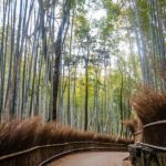 Arashiyama Bamboo Forest, Kyoto, Japan (Japan Adventures: Kyoto (the Fab and the Meh))