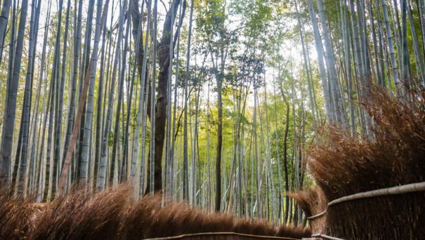 Arashiyama Bamboo Forest, Kyoto, Japan