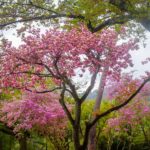 Arashiyama Kyoto, Japan (Japan Adventures: Kyoto (the Fab and the Meh))