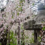 A rare glimpse of lingering “sakura” blossoms (Japan Adventures: Kyoto (the Fab and the Meh))
