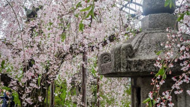 A rare glimpse of lingering "sakura" blossoms