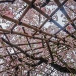 A rare glimpse of lingering “sakura” blossoms (Japan Adventures: Kyoto (the Fab and the Meh))