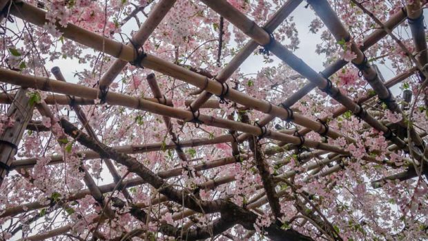 A rare glimpse of lingering "sakura" blossoms