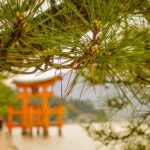 The Itsukushima Torii Gate at Miyajima, Japan (Japan Adventures: Hiroshima and Miyajima)