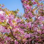 A wonderland of “sakura”. (Japan Adventures: Osaka Blossoms and Eats)