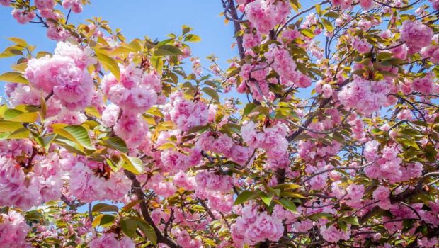 A wonderland of "sakura".