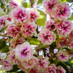 Osaka Mint Sakura Blossoms-10 (Japan Adventures: Osaka Blossoms and Eats)