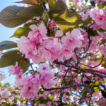 Osaka Mint Sakura Blossoms-11 (Japan Adventures: Osaka Blossoms and Eats)