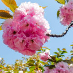 Osaka Mint Sakura Blossoms-12 (Japan Adventures: Osaka Blossoms and Eats)