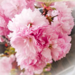 Osaka Mint Sakura Blossoms-13 (Japan Adventures: Osaka Blossoms and Eats)