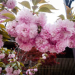 Osaka Mint Sakura Blossoms-14 (Japan Adventures: Osaka Blossoms and Eats)