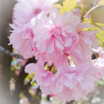 Osaka Mint Sakura Blossoms-15 (Japan Adventures: Osaka Blossoms and Eats)