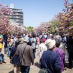 More than 50,000 visit the festival daily! (Japan Adventures: Osaka Blossoms and Eats)