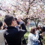 Plenty of pics, but selfie-sticks are forbidden. (Japan Adventures: Osaka Blossoms and Eats)
