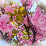 Osaka Mint Sakura Blossoms-6 (Japan Adventures: Osaka Blossoms and Eats)