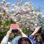 Osaka Mint Sakura Blossoms-7 (Japan Adventures: Osaka Blossoms and Eats)