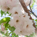 Osaka Mint Sakura Blossoms-8 (Japan Adventures: Osaka Blossoms and Eats)