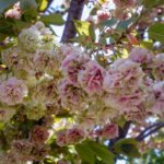 Osaka Mint Sakura Blossoms-9 (Japan Adventures: Osaka Blossoms and Eats)