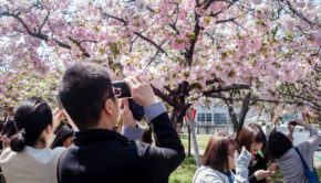 Osaka Sakura Cherry Blossoms