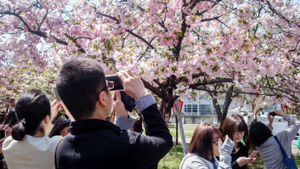 Osaka Sakura Cherry Blossoms