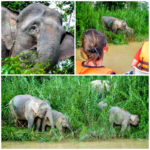 Memories of Borneo (Continuously Wandering the Globe…)