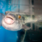 Japanese “fugu” (pufferfish) (Japan Adventures: Eating Poisonous “Fugu” (and Living to Tell the Story))