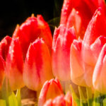 2008-USA-Washington-Flower-Scans-125 (PORTFOLIO – Dyanne Kruger)