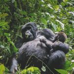 Uganda Mountain Gorilla (We’re All In This TOGETHER)
