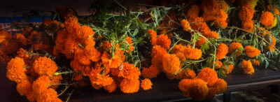 2022-10-Marigold Panorama-1 (Día de los Muertos in Oaxaca)