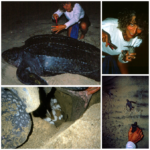 CR turtles Collage (Mexico Trifecta! (Chapter Three: Puerto Escondido))