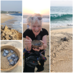 Puerto Escondido Turtle Release Collage (Mexico Trifecta! (Chapter Three: Puerto Escondido))