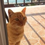 Lepetane Kitty (Time to Fill in the Gaps: Dubrovnik, Montenegro & Turkey)