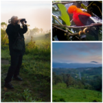 Andean Cock-of-the-Rock collage (Northern Ecuador Adventures)