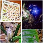 Frog-Collage (Northern Ecuador Adventures)