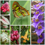 Mindo Pretties collage 1 (Northern Ecuador Adventures)
