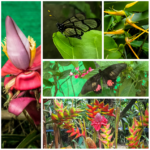 Mindo Pretties collage 2b (Northern Ecuador Adventures)
