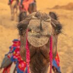 camel-5046296_640 (Travel Today… UGH. :()