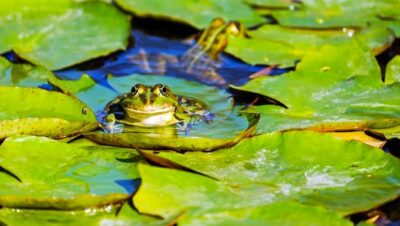 Across the Pond Feature (Back Across the Pond…)