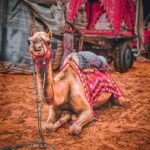 Pushkar Camel Festival cr Jatin Manawat (Back Across the Pond…)