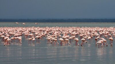 Flamingos 03 (Um… The TravelnLass Takes a U-turn)